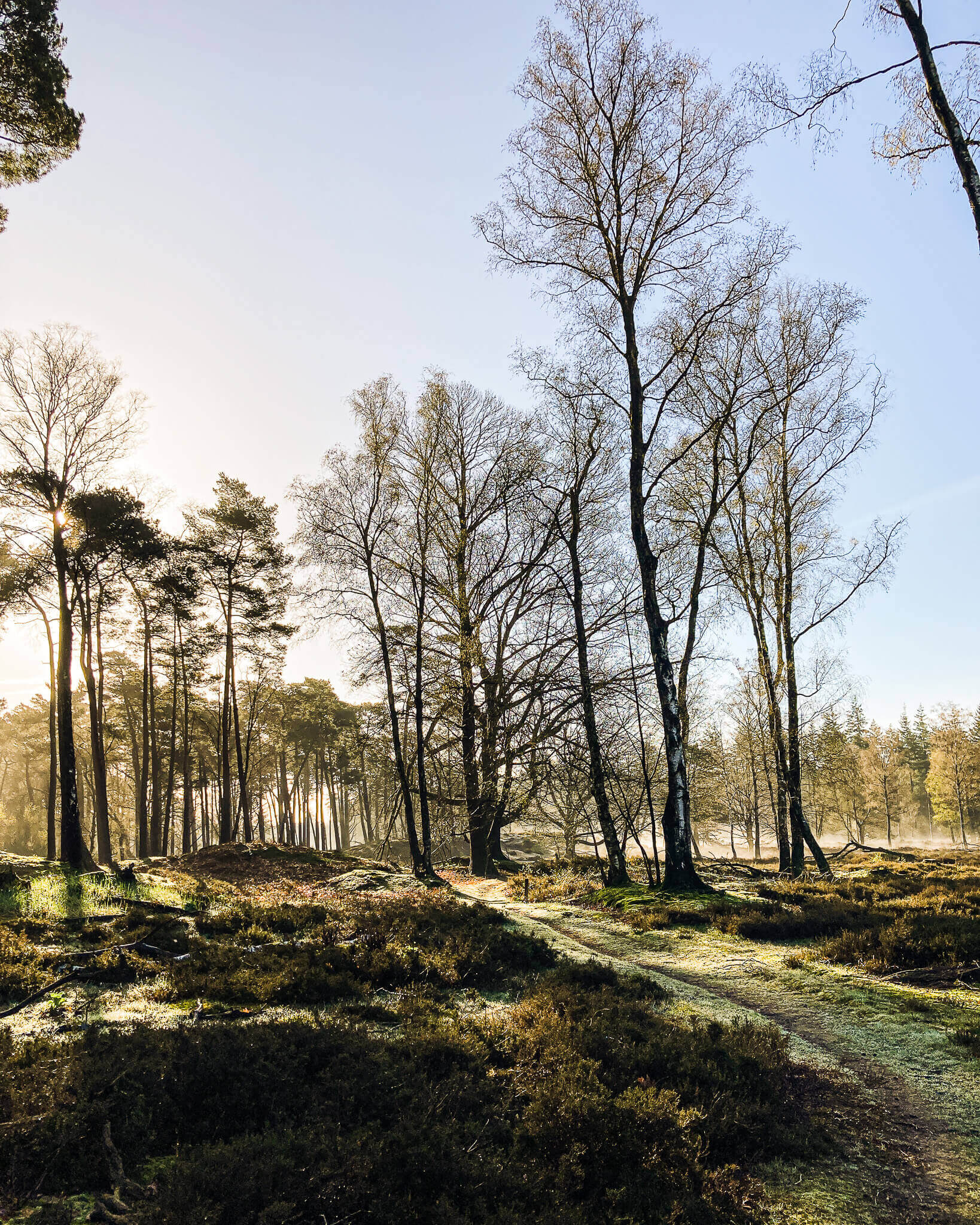 Discover how slowing down and connecting with nature leads to finding joy in nature's healing power through mindful trail running and outdoor recovery.