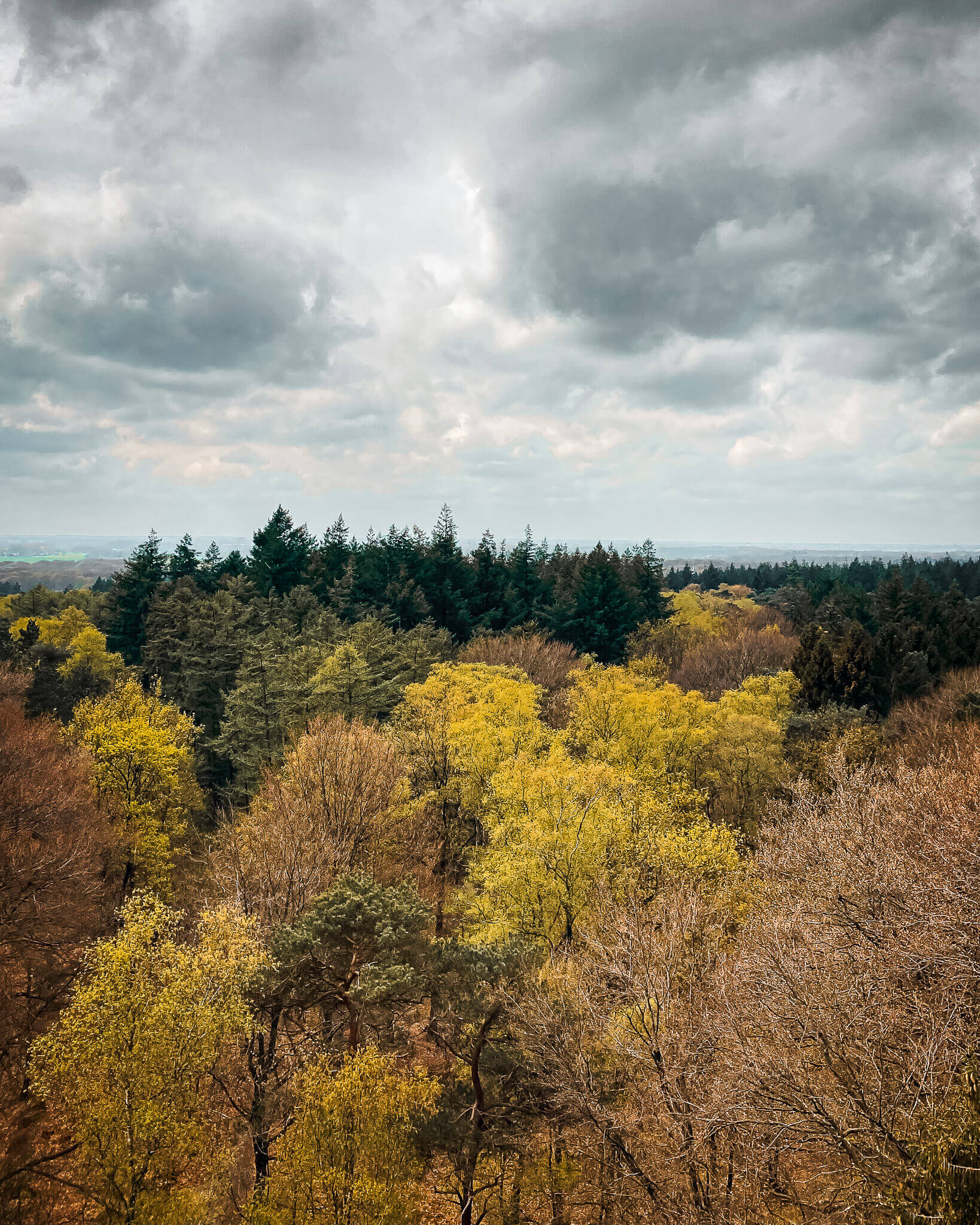 Escape to nature with trail running in National Park De Utrechtse Heuvelrug. Enjoy scenic single tracks, lush greenery, and a mental reset in every run.