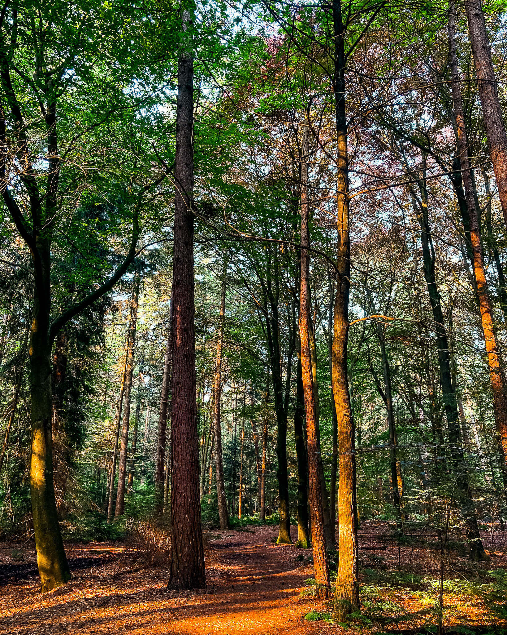 Find balance and calm with morning trail running in De Utrechtse Heuvelrug. Discover the peaceful beauty of early runs and reconnect with nature.