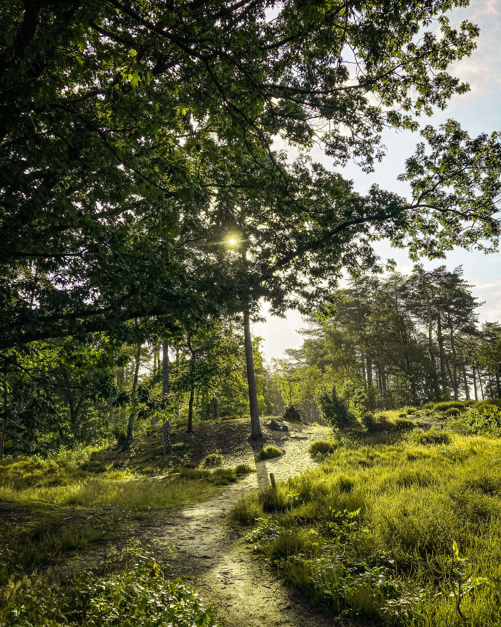 Peace and renewal with early morning trail running in De Utrechtse Heuvelrug. Discover nature's beauty and the magic of morning runs.