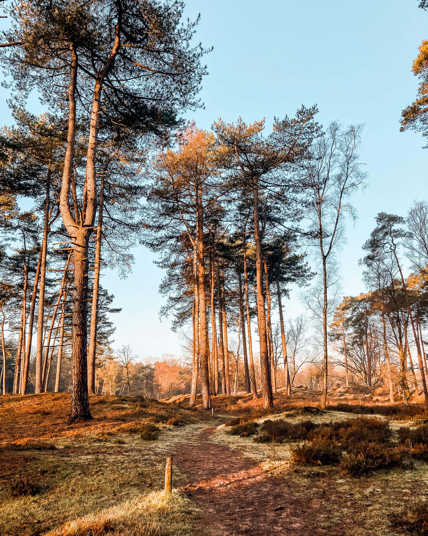 Explore recovery through cycling and hiking in National Park De Utrechtse Heuvelrug, where outdoor adventures rejuvenate body and spirit.