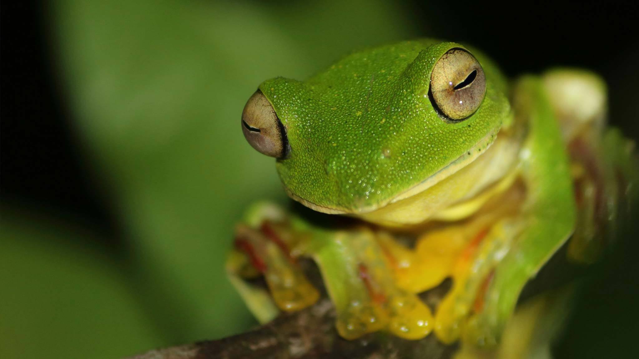 CloseUp of Green Frog by Chinmayi Bagade CloseUp of Green Frog by Chinmayi Bagade
